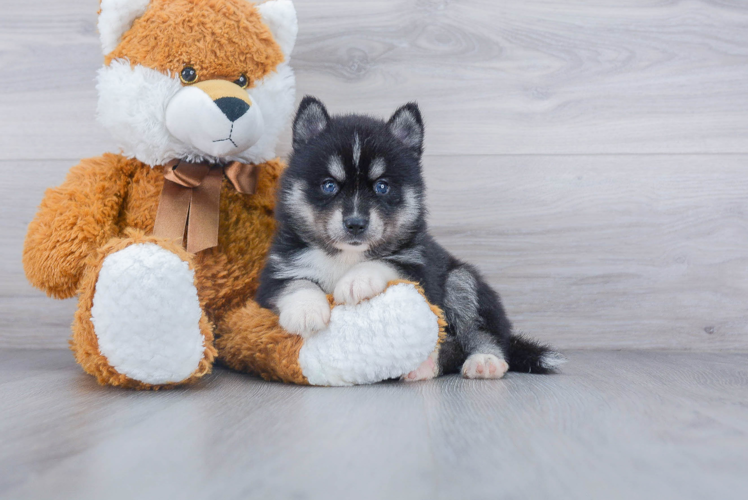 Best Pomsky Baby