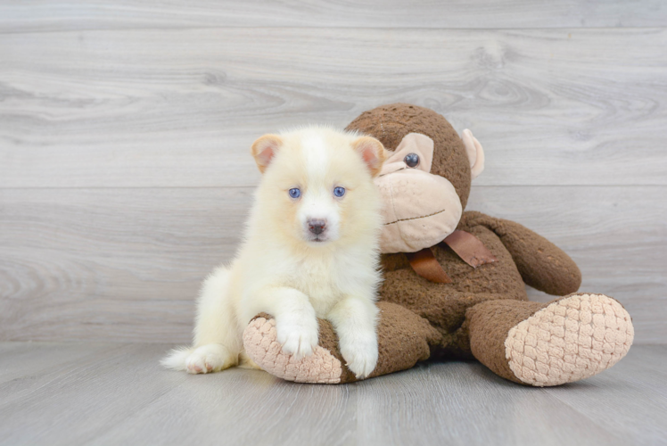 Pomsky Pup Being Cute