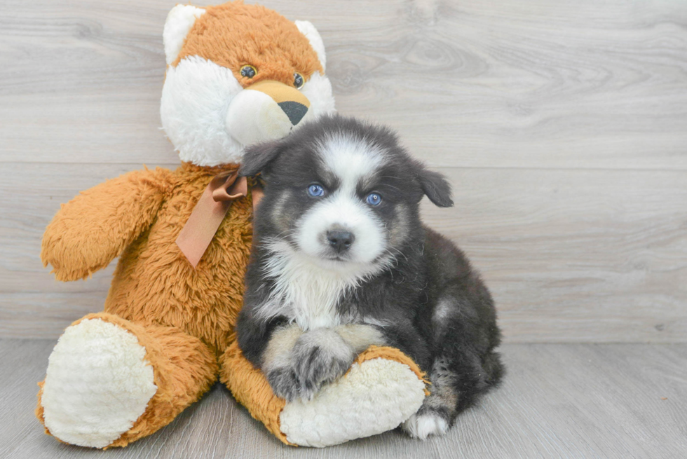 Pomsky Pup Being Cute