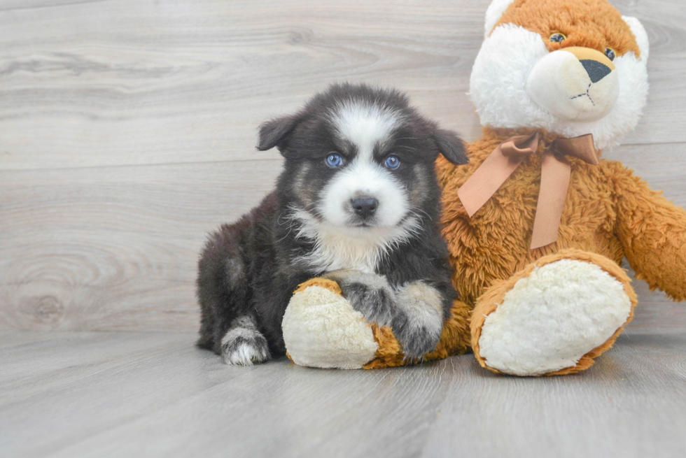 Fluffy Pomsky Designer Pup