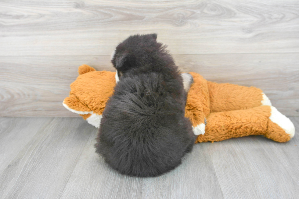 Cute Pomsky Baby
