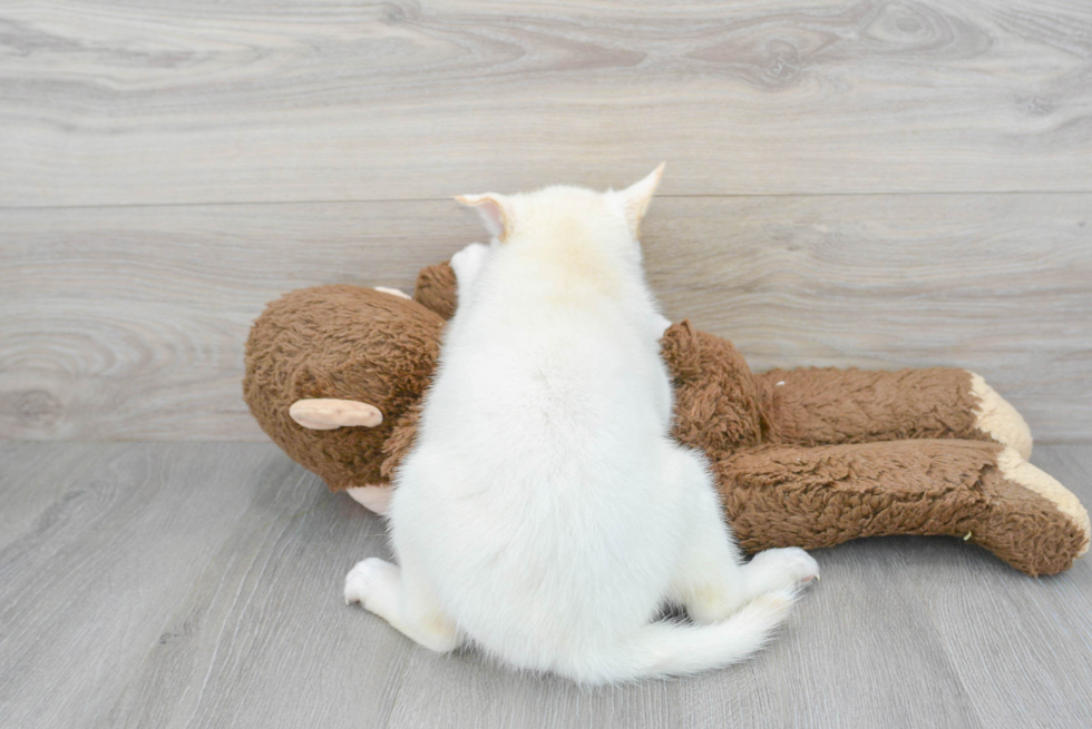 Energetic Mini Husky Designer Puppy
