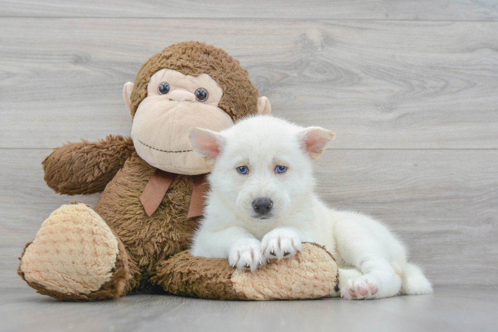 Best Pomsky Baby
