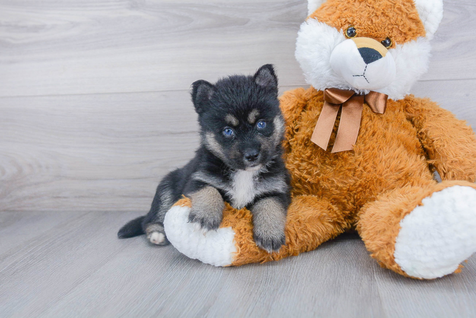 Funny Pomsky Designer Pup