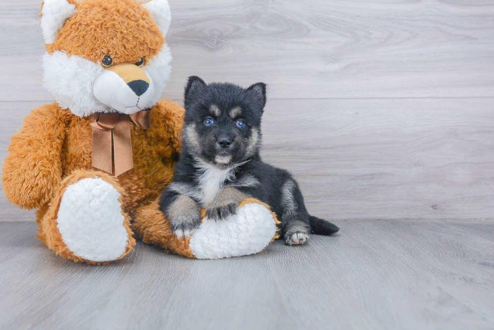 Pomsky Pup Being Cute