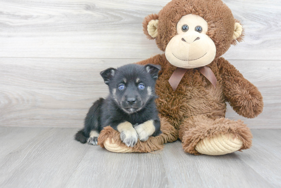 Best Pomsky Baby