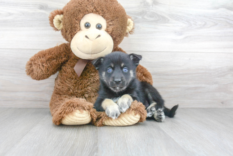 Best Pomsky Baby