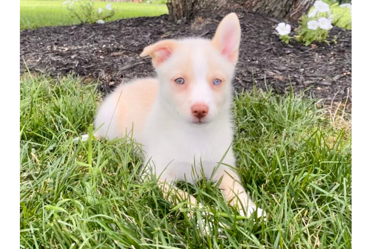 Best Pomsky Baby