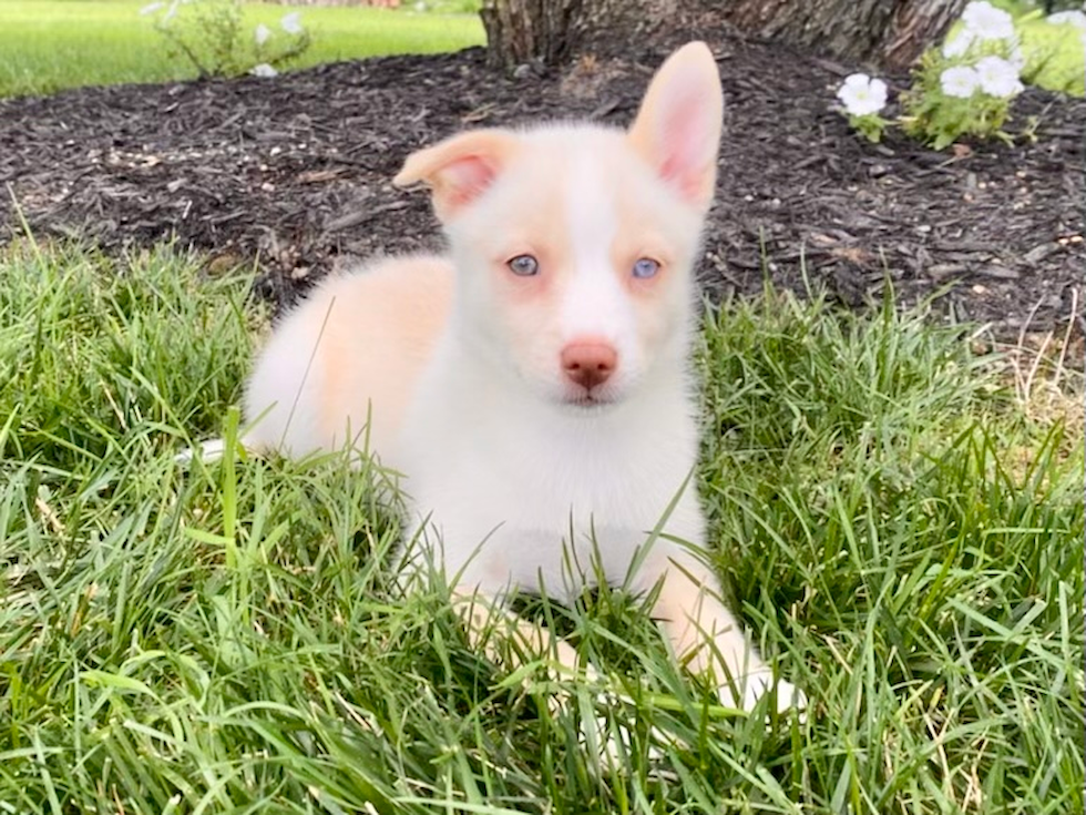 Best Pomsky Baby