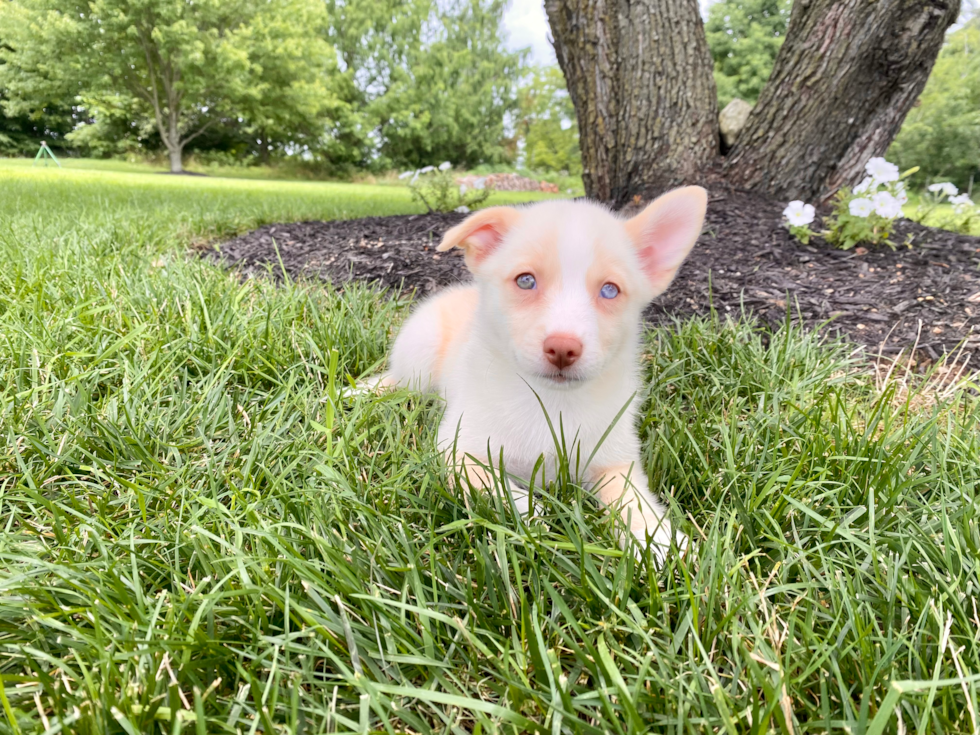 Pomsky Puppy for Adoption