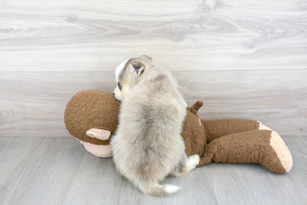 Pomsky Pup Being Cute