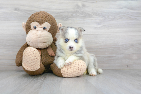 Pomsky Pup Being Cute