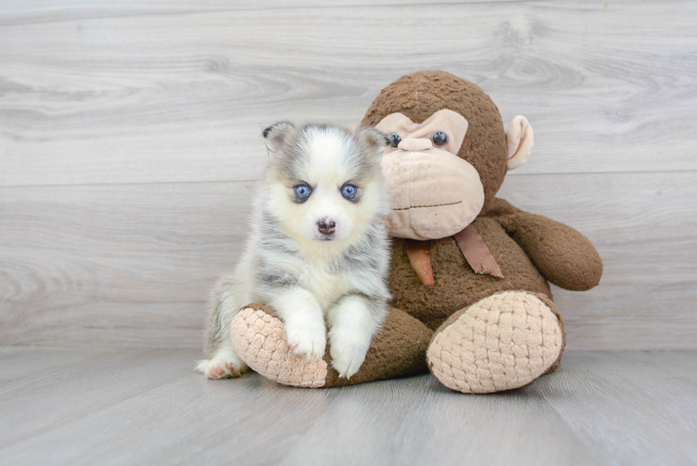 Happy Pomsky Baby