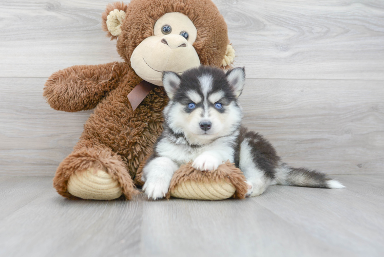 Smart Pomsky Designer Pup