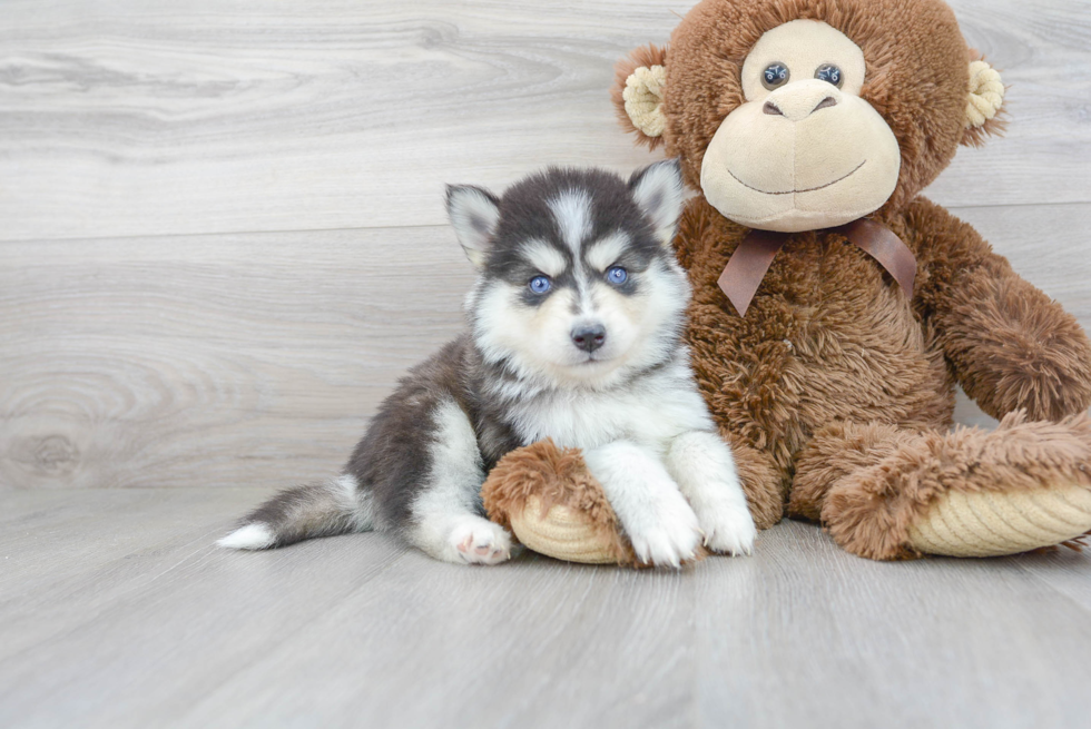 Energetic Mini Husky Designer Puppy