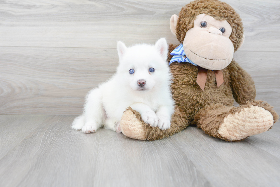 Pomsky Puppy for Adoption