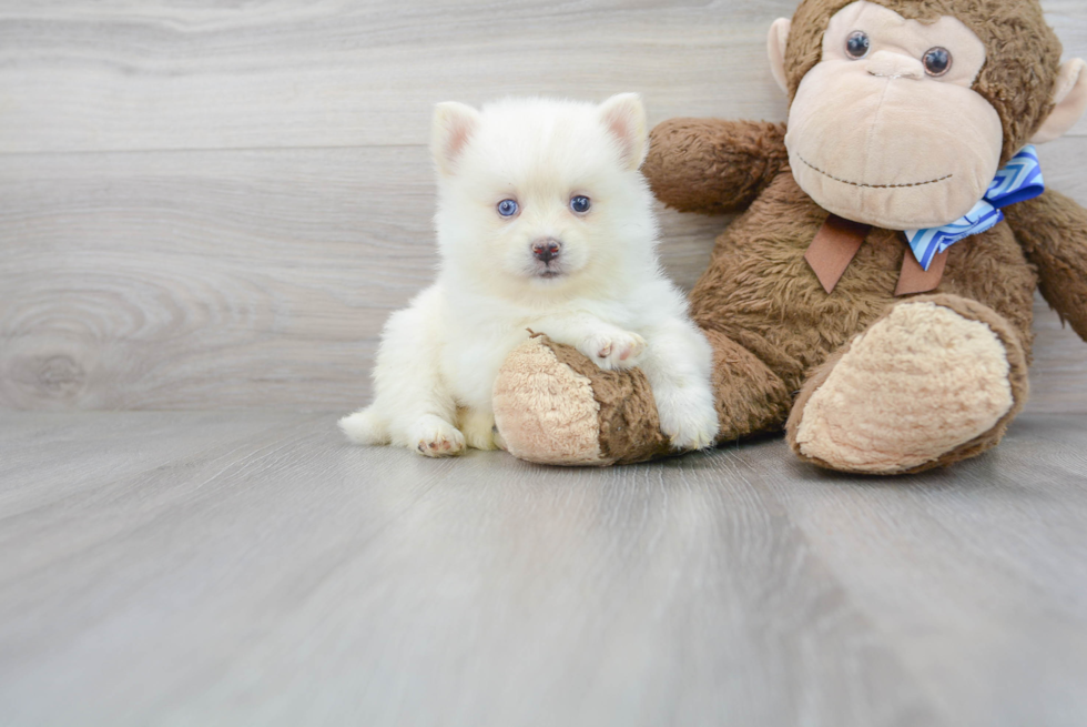 Pomsky Pup Being Cute