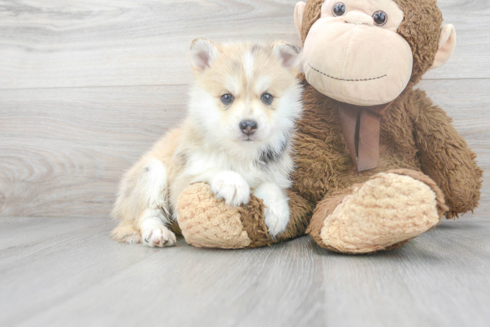 Best Pomsky Baby