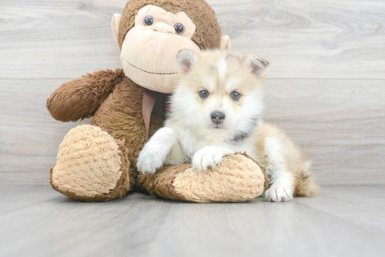 Pomsky Pup Being Cute