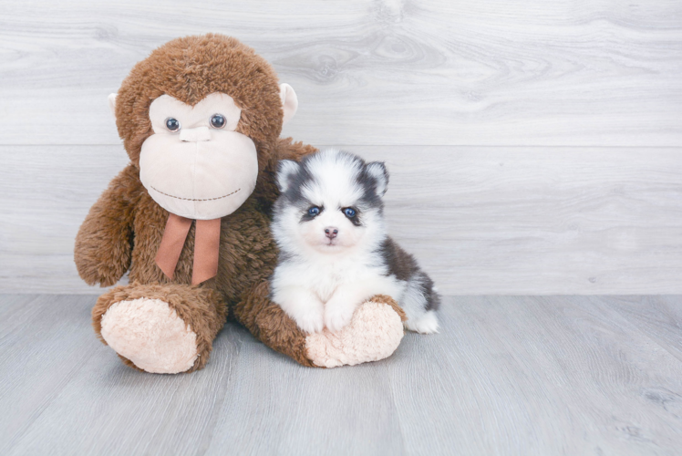 Friendly Pomsky Baby