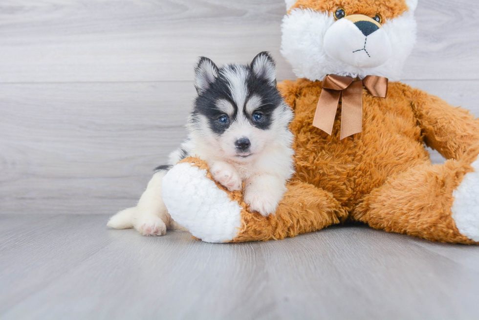 Pomsky Puppy for Adoption