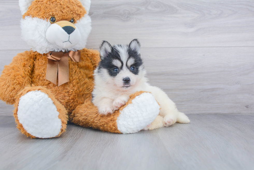 Smart Pomsky Designer Pup