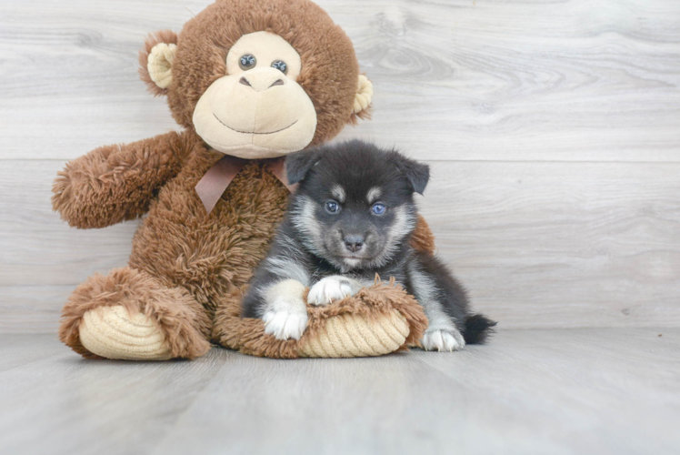 Pomsky Pup Being Cute