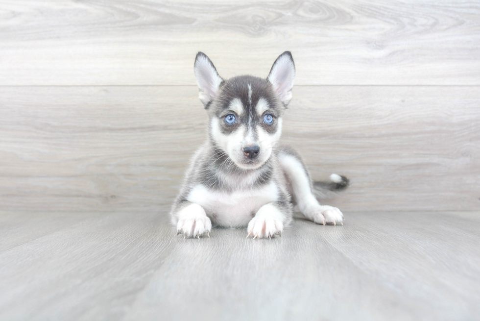 Cute Pomsky Baby