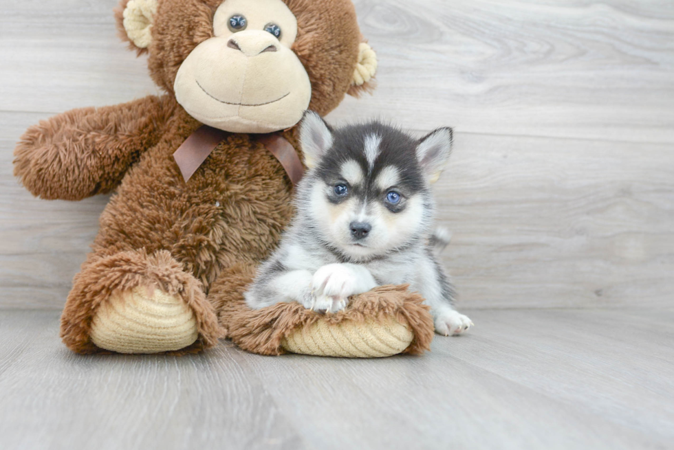 Best Pomsky Baby