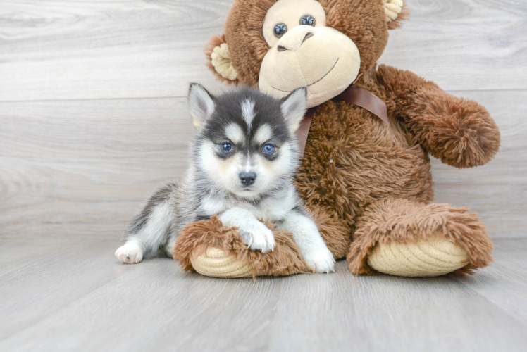 Hypoallergenic Mini Husky Designer Puppy