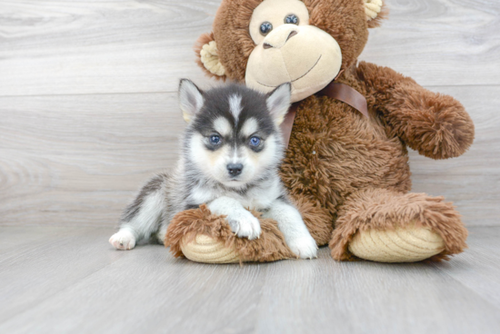 Hypoallergenic Mini Husky Designer Puppy