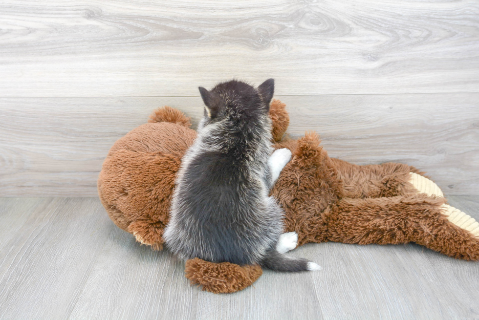 Pomsky Pup Being Cute