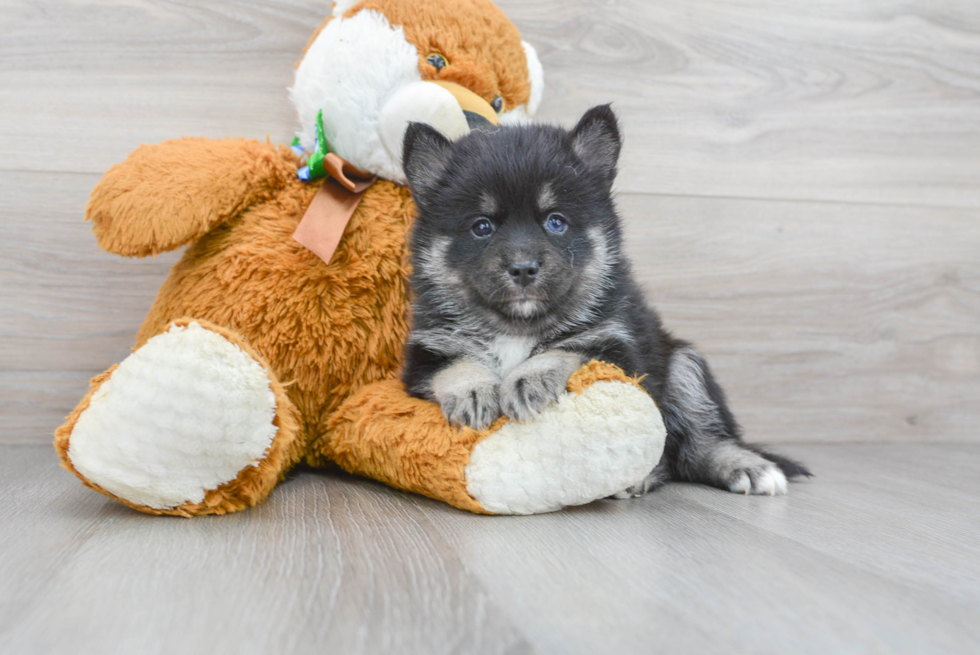 Playful Mini Husky Designer Puppy