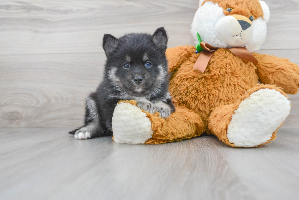 Hypoallergenic Mini Husky Designer Puppy