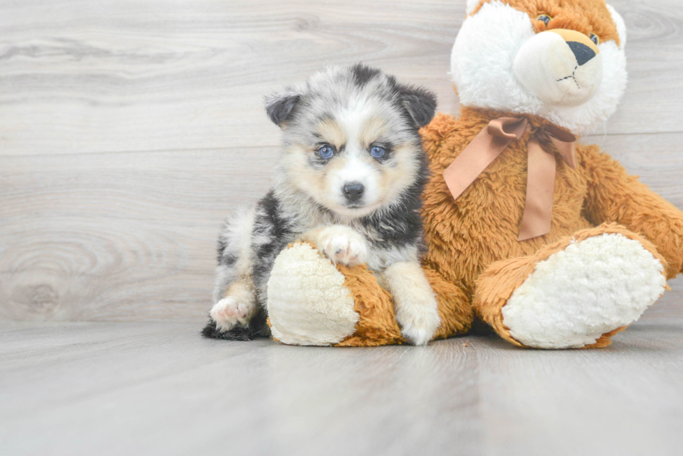 Fluffy Pomsky Designer Pup