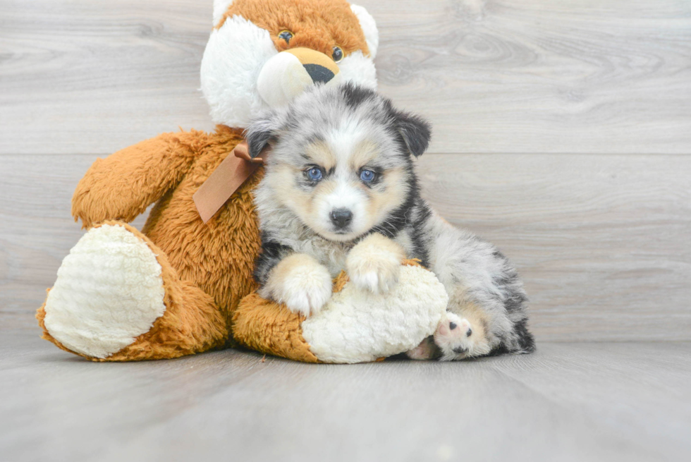 Small Pomsky Baby