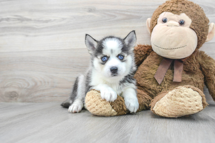 Pomsky Pup Being Cute