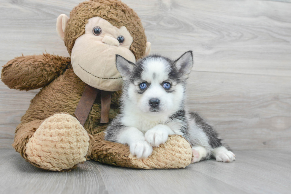 Pomsky Puppy for Adoption