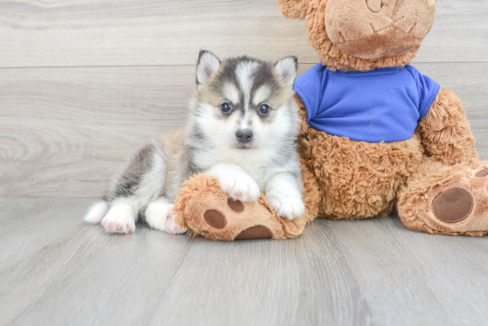 Best Pomsky Baby