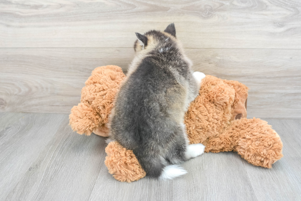 Small Pomsky Baby