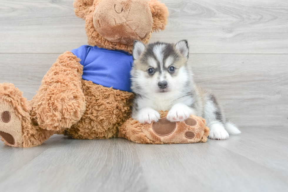 Popular Pomsky Designer Pup