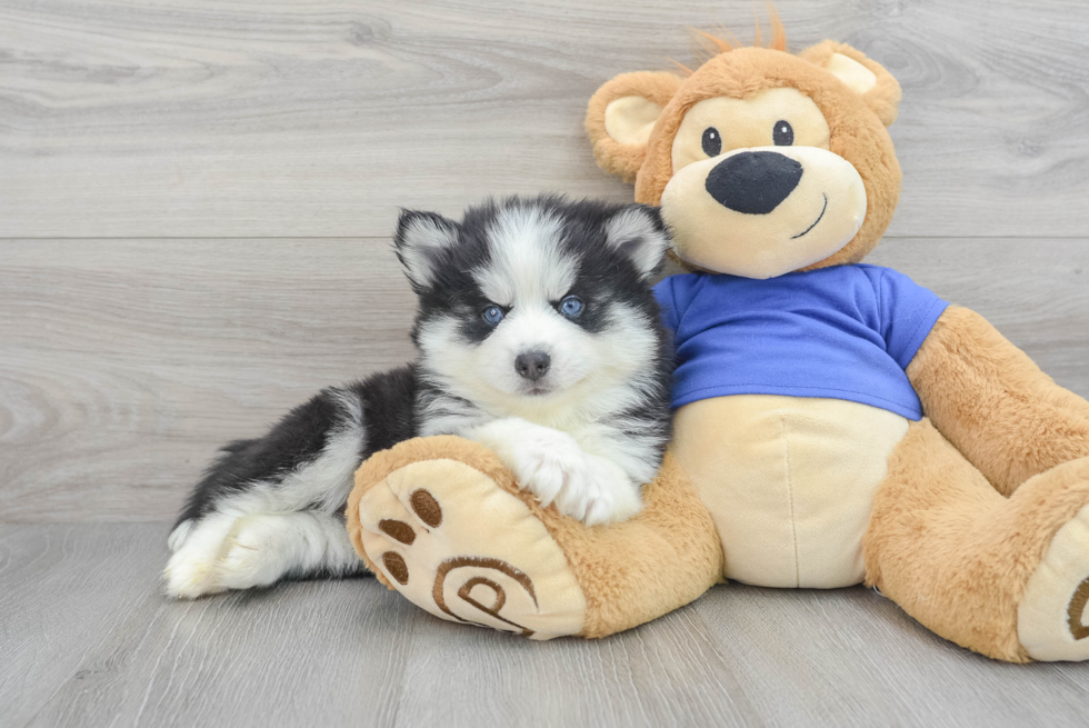 Pomsky Pup Being Cute