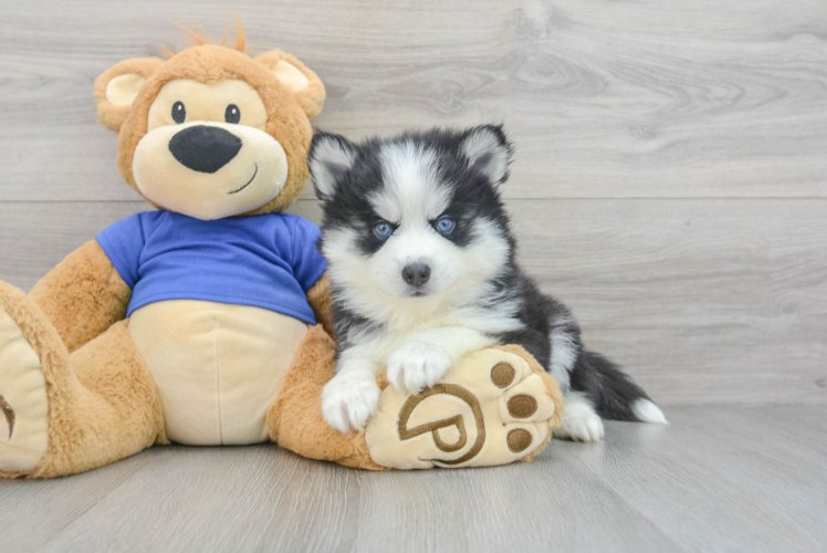 Best Pomsky Baby