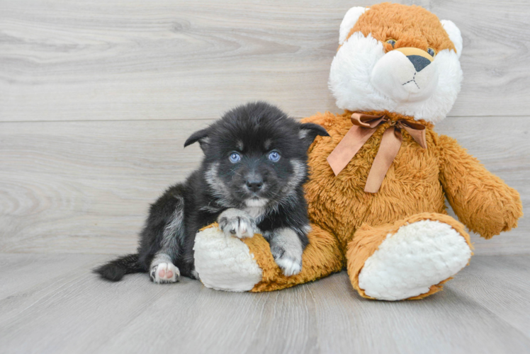Pomsky Puppy for Adoption
