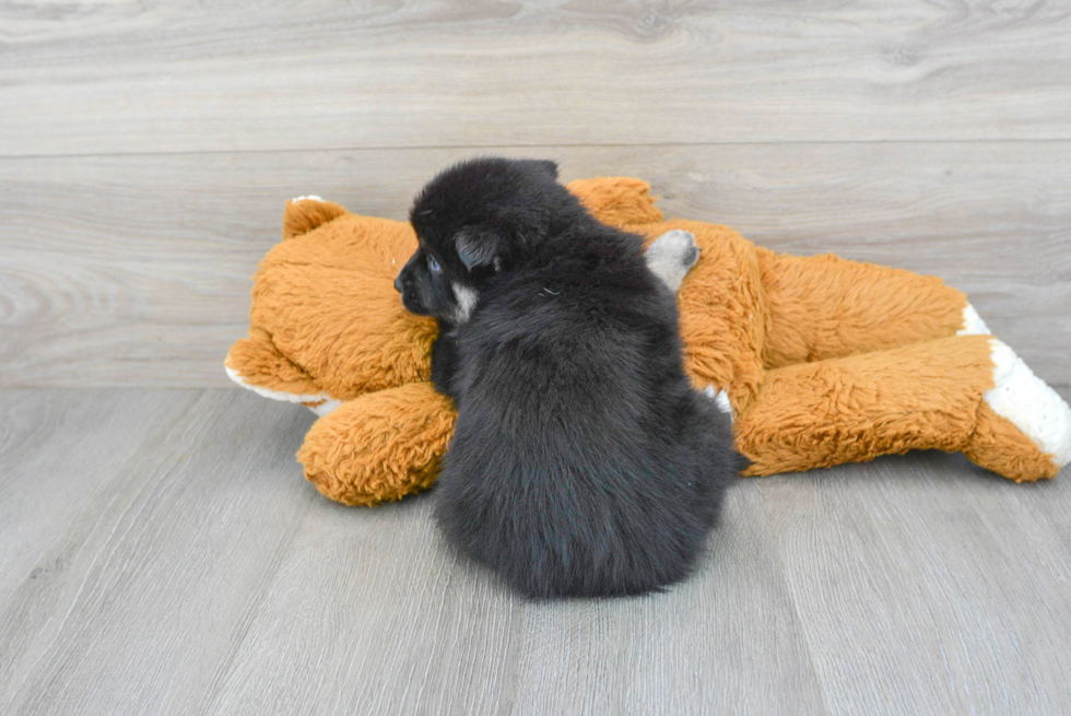 Best Pomsky Baby