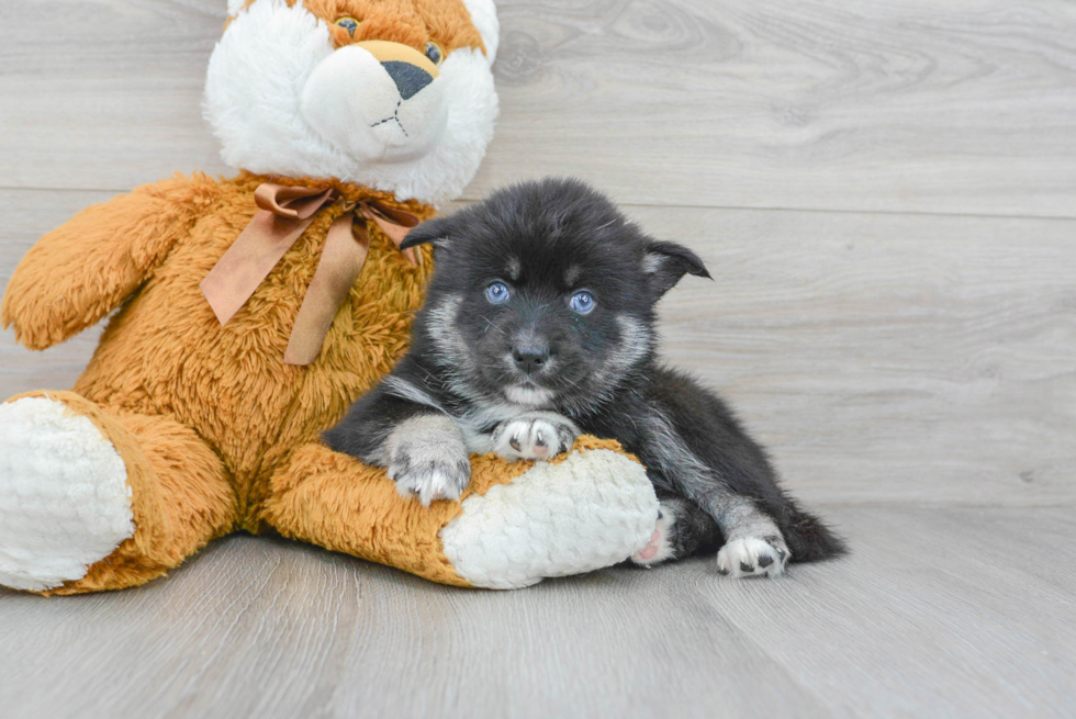 Best Pomsky Baby