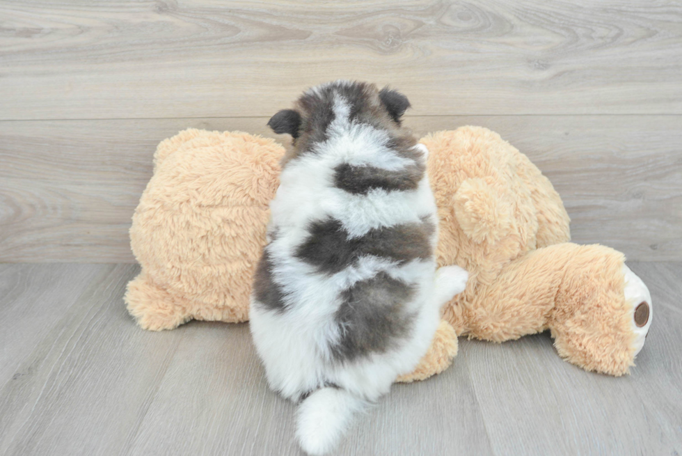 Adorable Mini Husky Designer Puppy