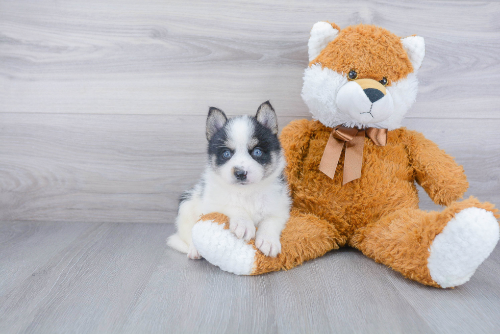 Pomsky Pup Being Cute