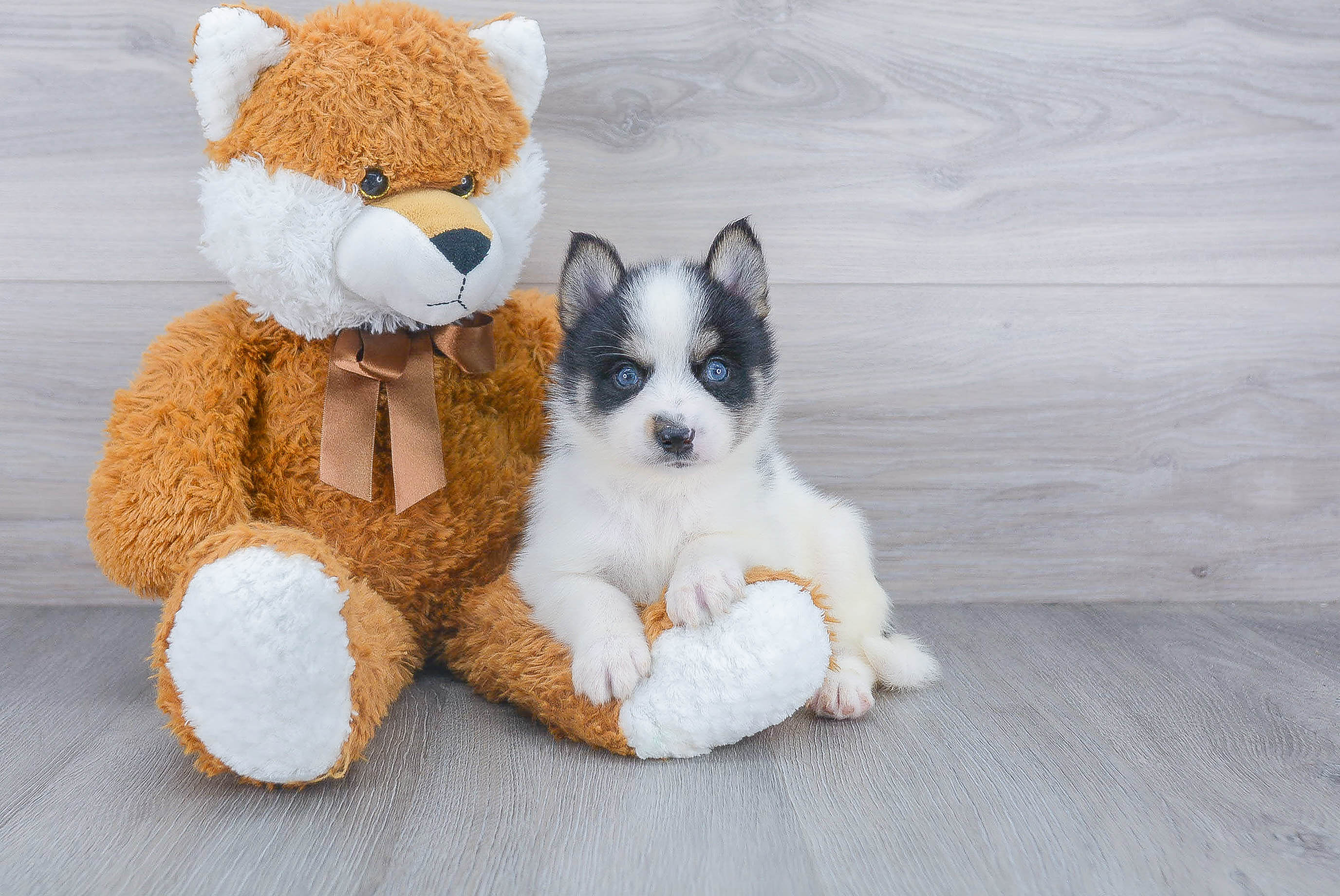 Adorable Mini Husky Designer Puppy