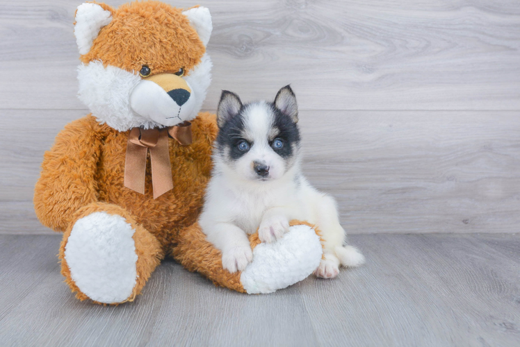 Adorable Mini Husky Designer Puppy